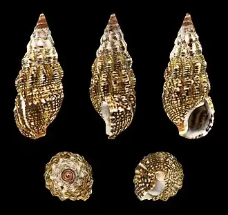 Cerithium lividulum