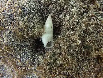 Cerithium nesioticum