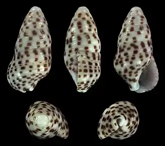 Cerithium punctatum