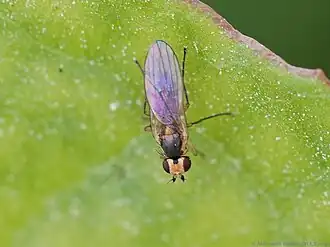 Cerodontha denticornis