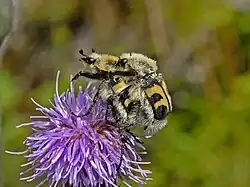 Trichius fasciatus, parend stelletje