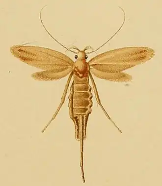 Ceuthomadarus viduellus