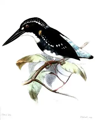 Zuidelijke zilverdwergijsvogel