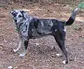 Catahoula Leopard Dog