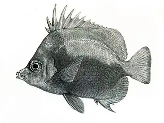 Prognathodes dichrous