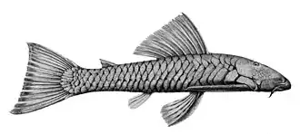 Chaetostoma marginatum