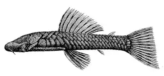 Chaetostoma microps