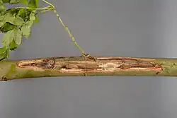 Een grote laesie op een tak