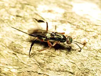 Metapelma spectabile