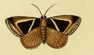 Chalciope mygdon