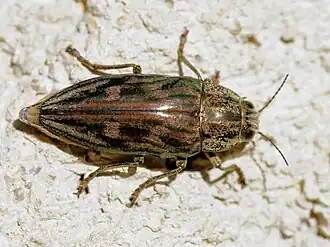 Grote dennenprachtkever