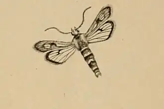 Chamaesphecia staudingeri