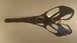 Champsosaurus laramiensis.