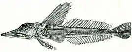 Channichthys rugosus