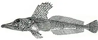 Channichthys velifer