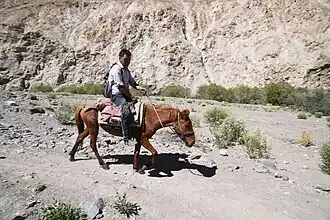 als rijpony in de bergen