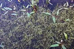 Een chara-weide met Gewoon kransblad (Chara vulgaris)