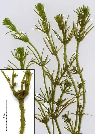 Stekelharig kransblad