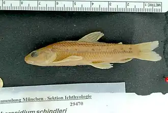 Characidium schindleri