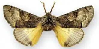 Charadra patafex