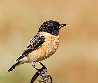 Aziatische roodborsttapuit