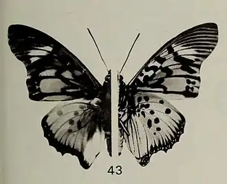 Charaxes acraeoides