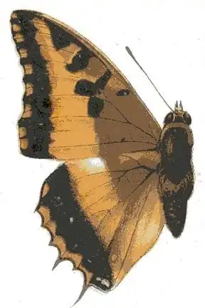 Charaxes druceanus