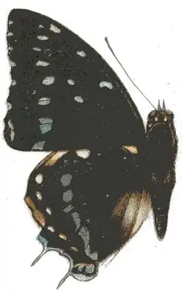 Charaxes etesipe
