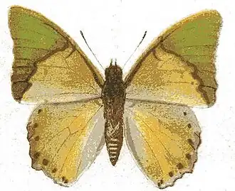 Charaxes eupale