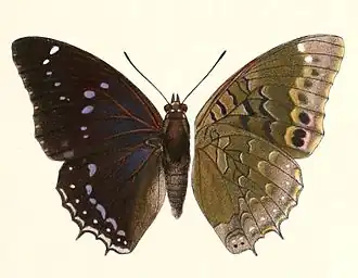 Charaxes mixtus