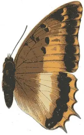 Charaxes phoebus