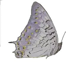 Charaxes solon