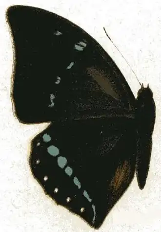 Charaxes zelica