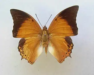 Charaxes affinis