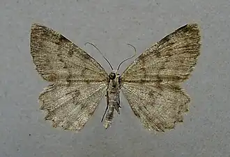 Charissa glaucinaria