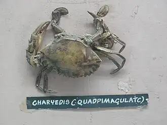 Charybdis (Charybdis) lucifera