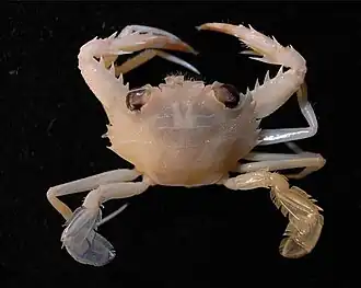 Charybdis (Charybdis) miles