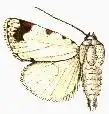 Chasmina pulchra