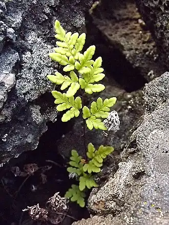 Cheilanthes guanchica