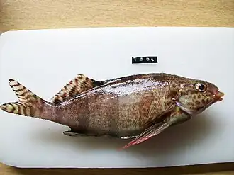 Cheilodactylus fasciatus