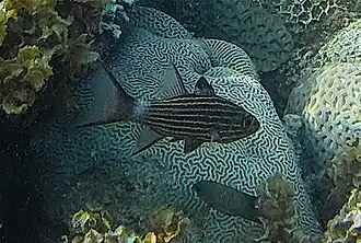 Cheilodipterus lachneri