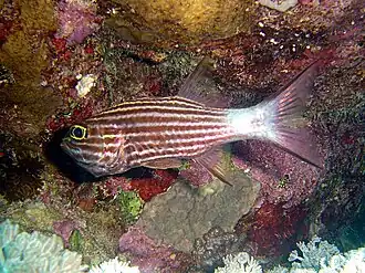 Tijgerkardinaalbaars