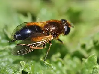 Cheilosia albipila