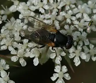 Cheilosia impressa