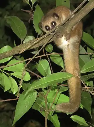 Cheirogaleus crossleyi