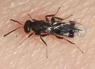 Cheiropachus quadrum