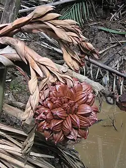 Een bolvormig cluster vruchten