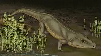 Cheliderpeton vranyi