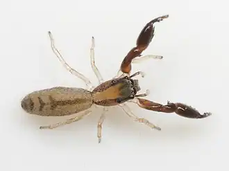 Cheliferoides longimanus