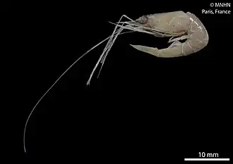 Chelonika macrochela